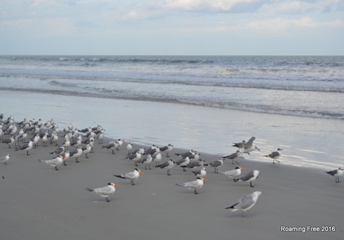 Birds at the Beach