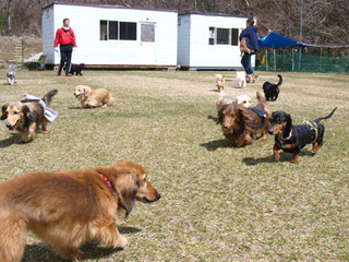 120 Dogs Safe and Happy with Store Owner in Japan