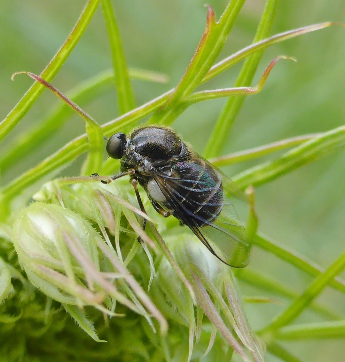 Small-headed Fly