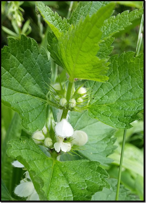 1715WhiteDeadNettle