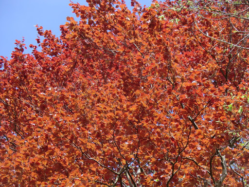 CIMG4210 Copper beech leaves, Selsdon Wood