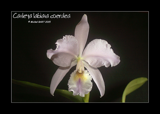 Cattleya labiata f. coerulea Cattleya_labiata_coerulea