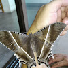 Tropical Swallowtail Moth