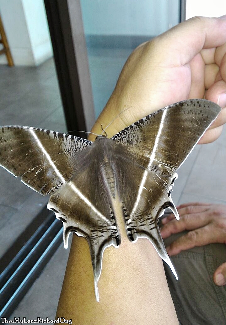 Tropical Swallowtail Moth