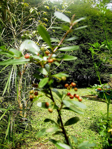 Gaiola para a Piracanta ou para o sabiá? PC310022