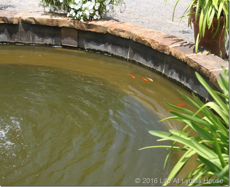 blue and white garden fish pond