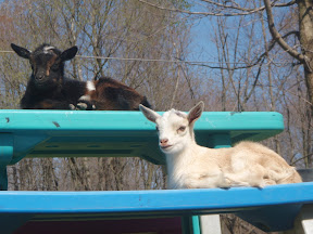 Two cute little Dwarf "kids" resting on the kid's table.