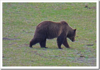 Grizzly Bear, near Old Faithful Exit, Yellowstone May 7, 2016