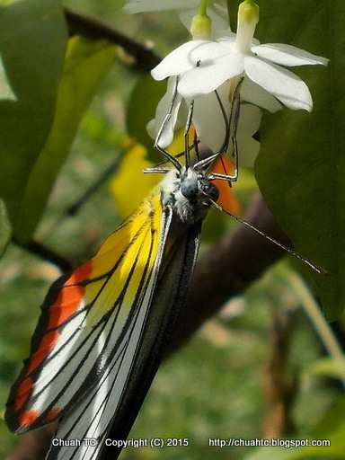 PaintedJezebel - Head Shot (click to enlarge)