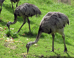 파일:external/upload.wikimedia.org/250px-Greater_rhea_pair_arp.jpg