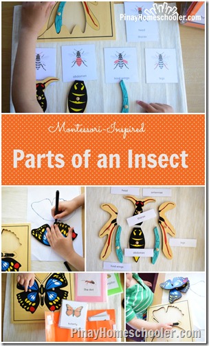 Parts of an Insect PIN