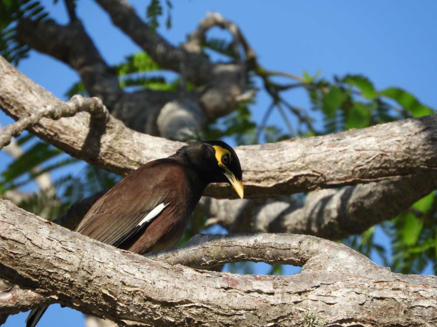 Common myna Madagascar