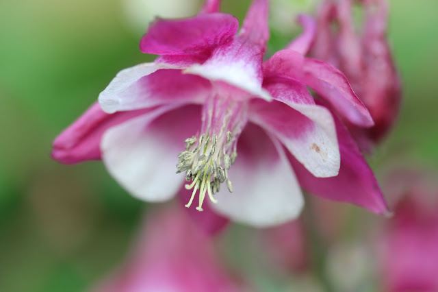 bright pink flower with white edges to its petals