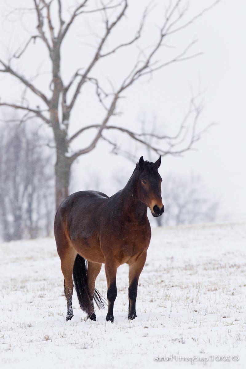 in the Winter Wonderland?