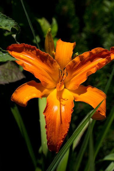 Hemerocallis Primal Scream Hem-primal-scream-120709-1rm