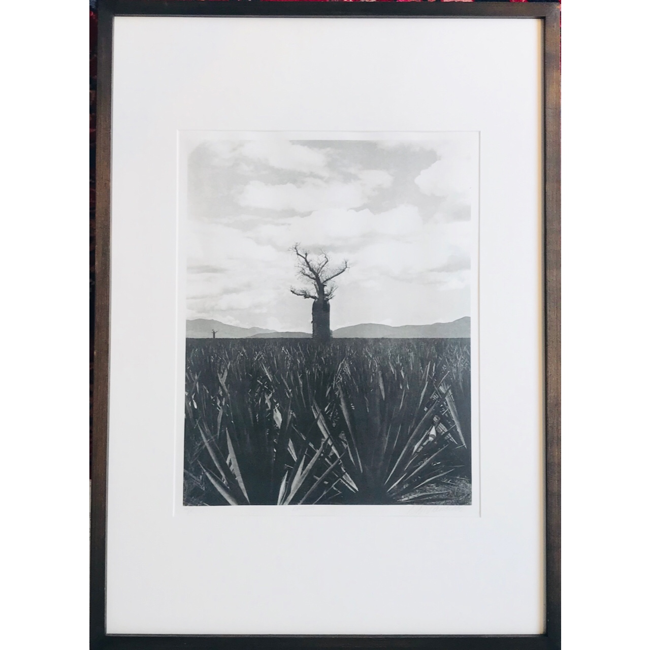 Signed 'Baobab' Photograph