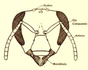 Ojos compuestos y ocelos