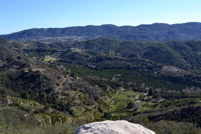 orchards of the Ojai Valley