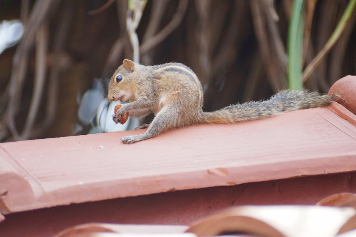 Шри-Ланка: на машине 1 100 км,  фото без комментариев, март-апрель 2013г.