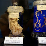 Meguro Parasitological Museum - 目黒寄生虫館 in Meguro, Japan 