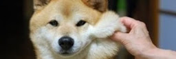 Profile cover photo