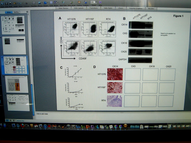Урологи. Мыши. Девушка. 