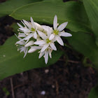 Bear garlic