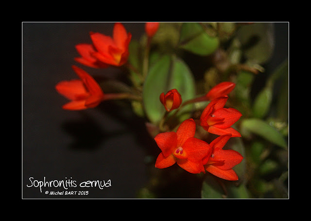 Cattleya (Sophronitis) cernua Sophronitis_cernua