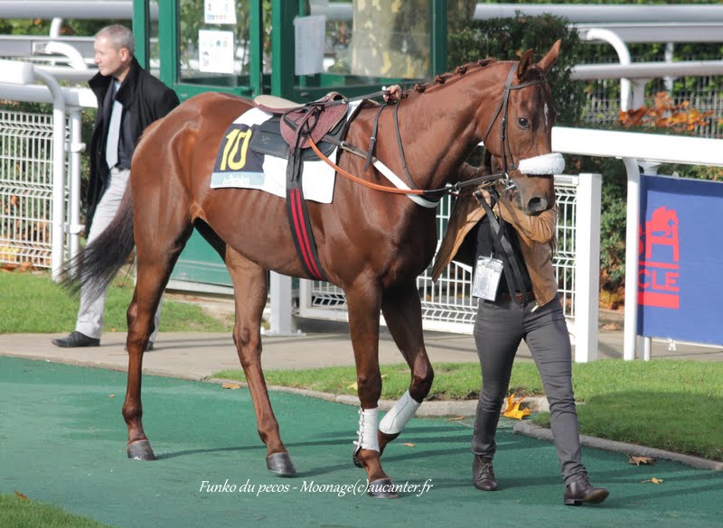 Photos Auteuil 8-11-2015 (48h de l'obstacle) IMG_6773