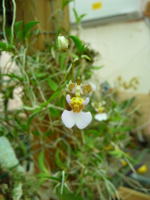 Tolumnia hawkesiana P1150896