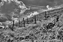 1 maggio 2014 Vesime. Loazzolo e Canelli - fotografia di Vittorio Ubertone