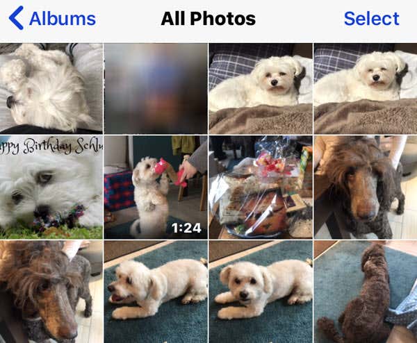 Окно «Все фото» с фотографиями и видео собак
