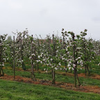 Sint-Eloois Winkel 26-04-'15 Sint-Eloois Winkel 26-04-'15