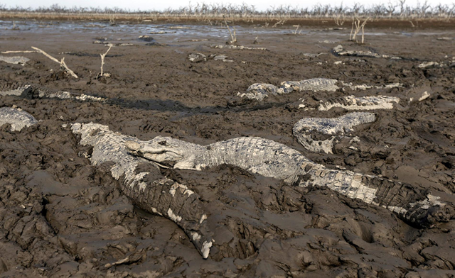 Caimans were hit particularly hard when Paraguay's Pilcomayo River dried up in 2016. In some places along the river, they lost 98 percent of their population. Photo: Jorge Adorno / Reuters