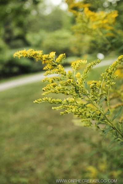 Goldenrod flowers