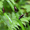 Eastern Lubber Grasshopper