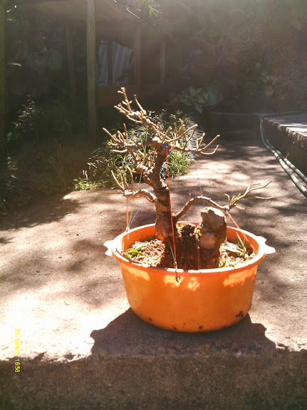 Ficus Nerifolia Reforma... IMAG0232