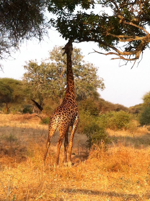 Serengeti National Park