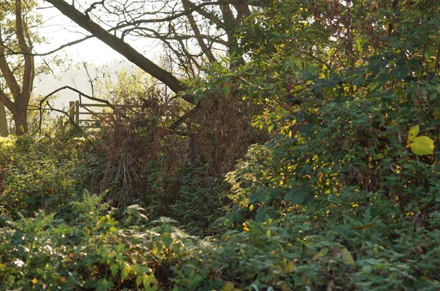 Norfolk countryside in Autumn