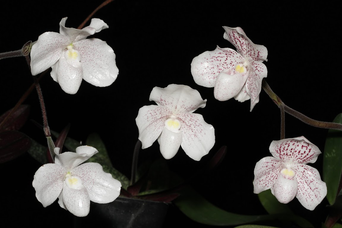 Paphiopedilum niveum IMG_0488_v1