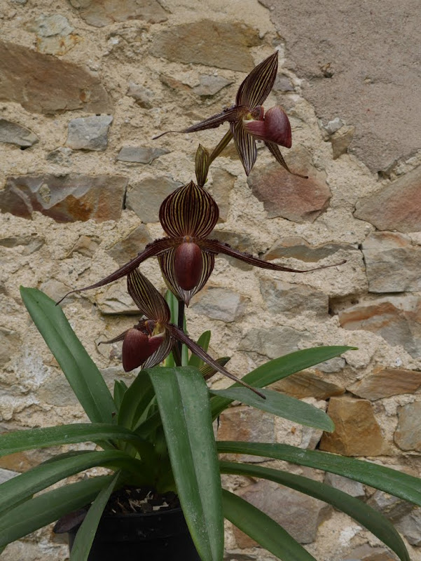 Paphiopedilum rothschildianum 'Sam's Choice' x 'MM Best' P1100536