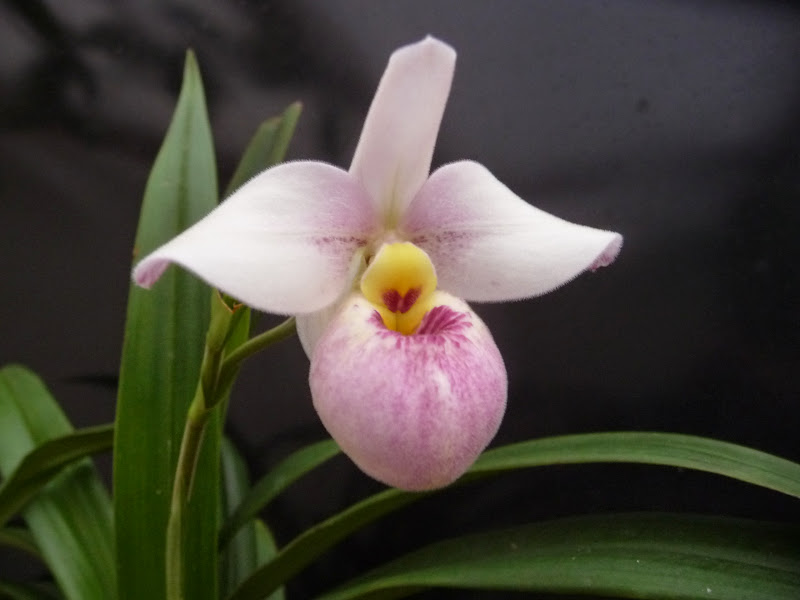 Phragmipedium schlimii P1220151