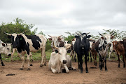 The trading of 75,000 cattle to pay off a 2017 debt is a win-win for Chad and Angola.