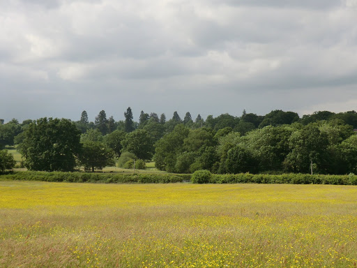 CIMG8604 Buttercup meadow, Hildenborough