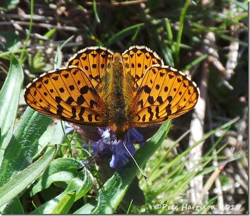 6-Pearl-bordered-Fritillary