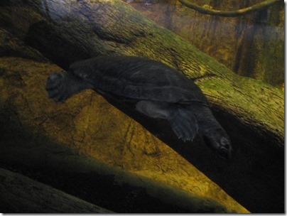 IMG_0254 Arrau Turtle at the Oregon Zoo in Portland, Oregon on November 10, 2009