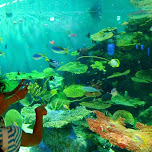 the giant fish tank at the Shinagawa Aquarium in Shinagawa, Japan 