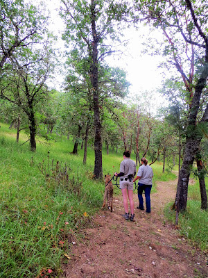 On the Cheetah Walk at Wildlife Safari. Our Ambassador Cheetah is looking at a deer to the back left in the woods...