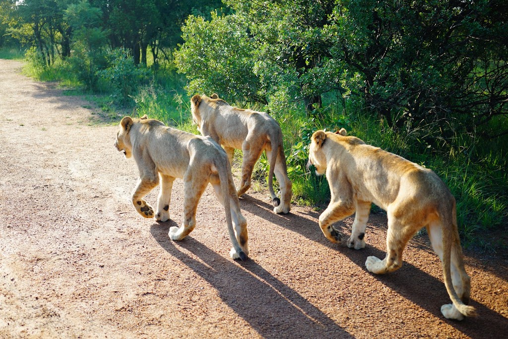 cub interaction at Ukutula Lion Reserach Center in Johannesburg, South Africa