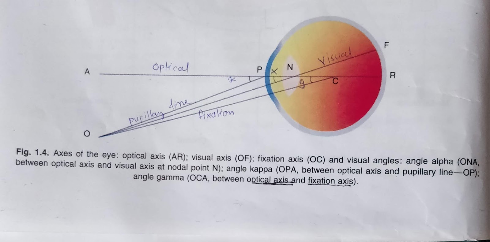 Medicowesome: Mnemonic ocular axes and angles